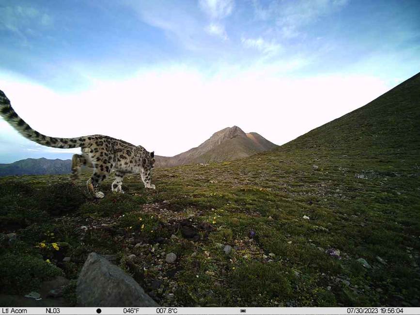 雪豹影像。山水自然保護中心供圖