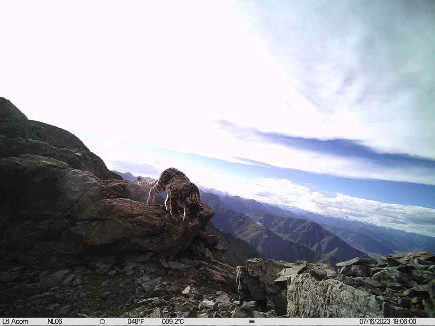 雪豹影像。山水自然保護中心供圖