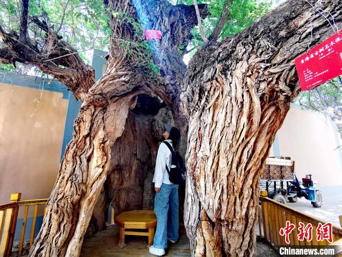 青海海東市阿河灘地質(zhì)文化村：古樹(shù)新枝、丹山碧水