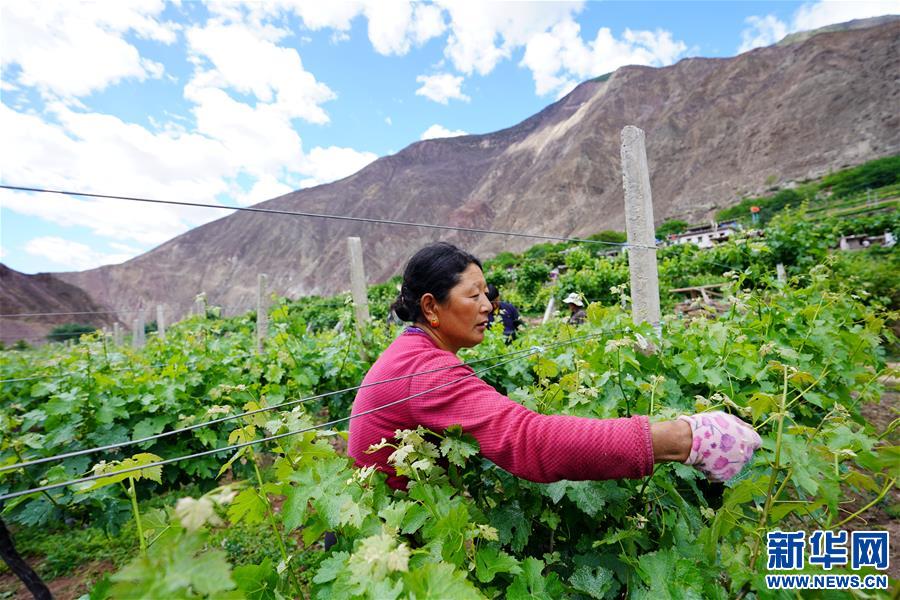 （決戰(zhàn)決勝脫貧攻堅·圖文互動）（2）西藏昌都“甜蜜”產業(yè)助脫貧