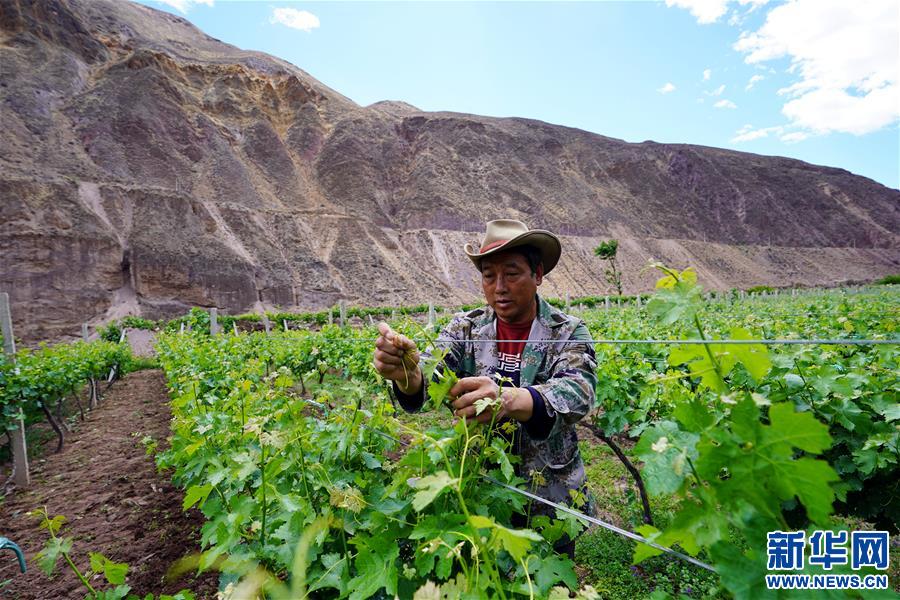 （決戰(zhàn)決勝脫貧攻堅·圖文互動）（3）西藏昌都“甜蜜”產業(yè)助脫貧