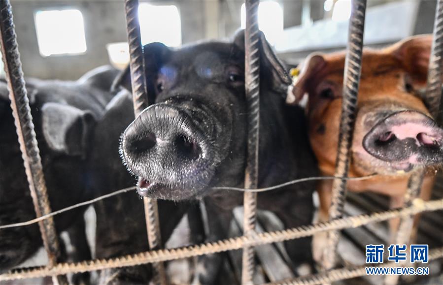 (社會(huì))(2)西藏昌都:卡若香豬養(yǎng)殖助力貧困戶增收