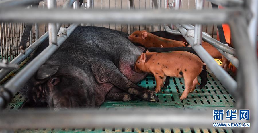 (社會(huì))(3)西藏昌都:卡若香豬養(yǎng)殖助力貧困戶增收