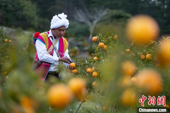 1月29日，京都村村民在柑橘園中采摘柑橘。<a target='_blank' ><p  align=