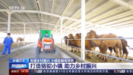 種蘑菇、養(yǎng)駱駝...。。特色產(chǎn)業(yè)助力鄉(xiāng)村振興走新路