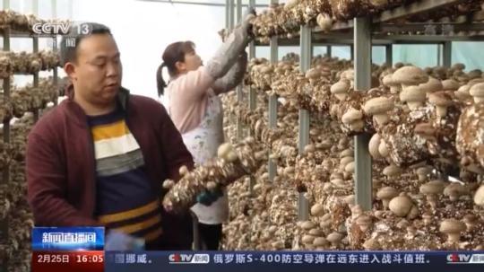 種蘑菇、養(yǎng)駱駝...。。特色產(chǎn)業(yè)助力鄉(xiāng)村振興走新路