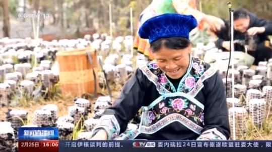 種蘑菇、養(yǎng)駱駝...。。特色產(chǎn)業(yè)助力鄉(xiāng)村振興走新路