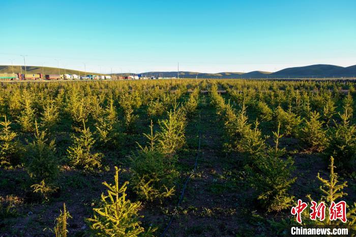 圖為科技團(tuán)隊(duì)在海拔4500米的西藏那曲種出“小森林”，其中超過7成成功越過5個(gè)冬天?！〗w波 攝