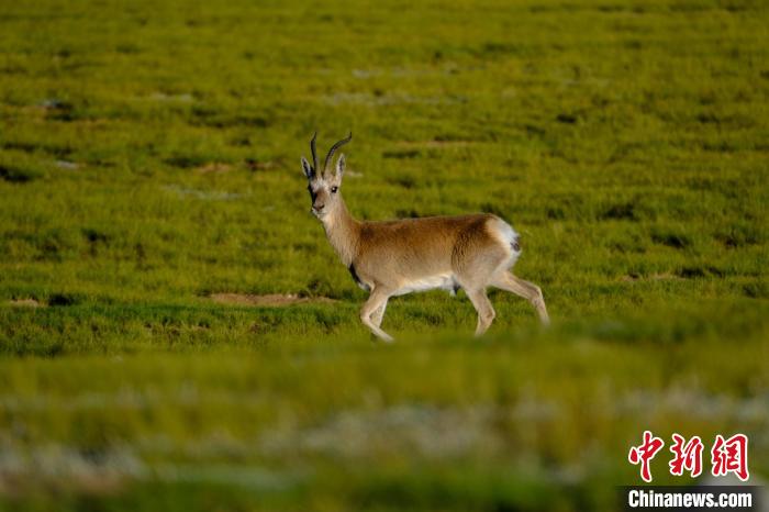 圖為西藏納木錯(cuò)湖邊的藏原羚休閑覓食。　江飛波 攝