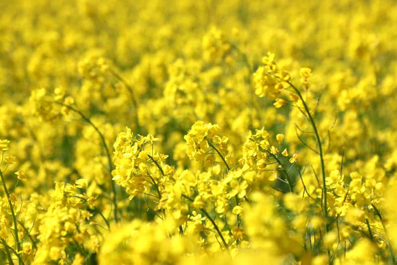 油菜花盛開(kāi)。洛克攝