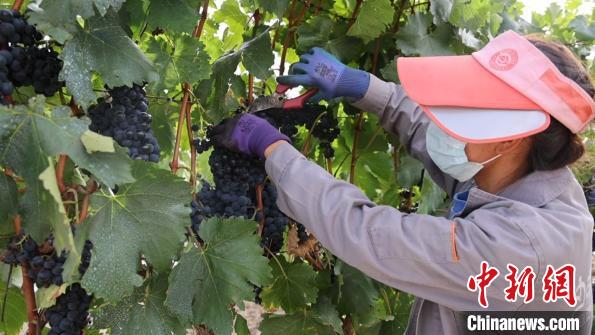 圖為當(dāng)?shù)卮迕癫烧咸??！∩侥仙Ｈ湛h委宣傳部提供