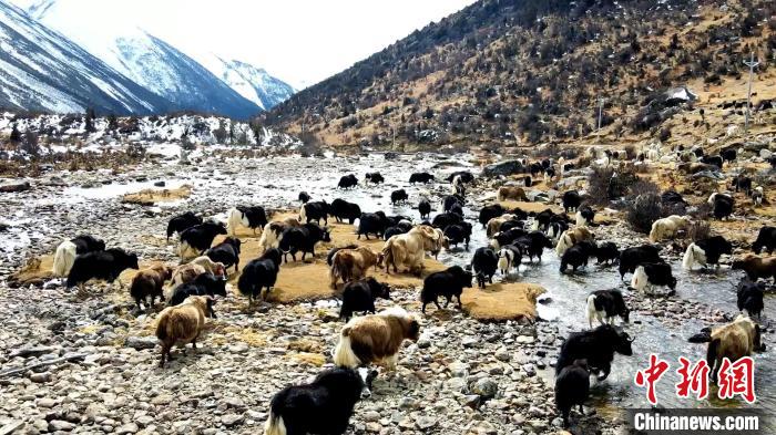 圖為角木那村生態(tài)散養(yǎng)的牦牛正在覓食?！『槿艉?攝