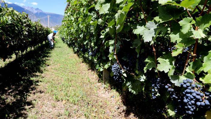 昌都芒康縣依托“兩江流域”干熱河谷地帶地理優(yōu)勢(shì)將康巴蜜橘、蘋果、甜石榴、葡萄、蜜桃等經(jīng)濟(jì)林木種植。　昌都市芒康縣委宣傳部供圖