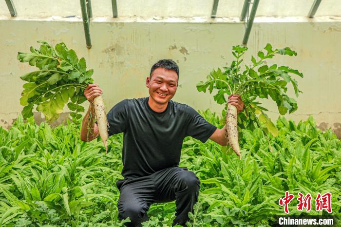 西藏阿里門士邊境派出所民警兼職大棚種植、豐富牧民餐桌