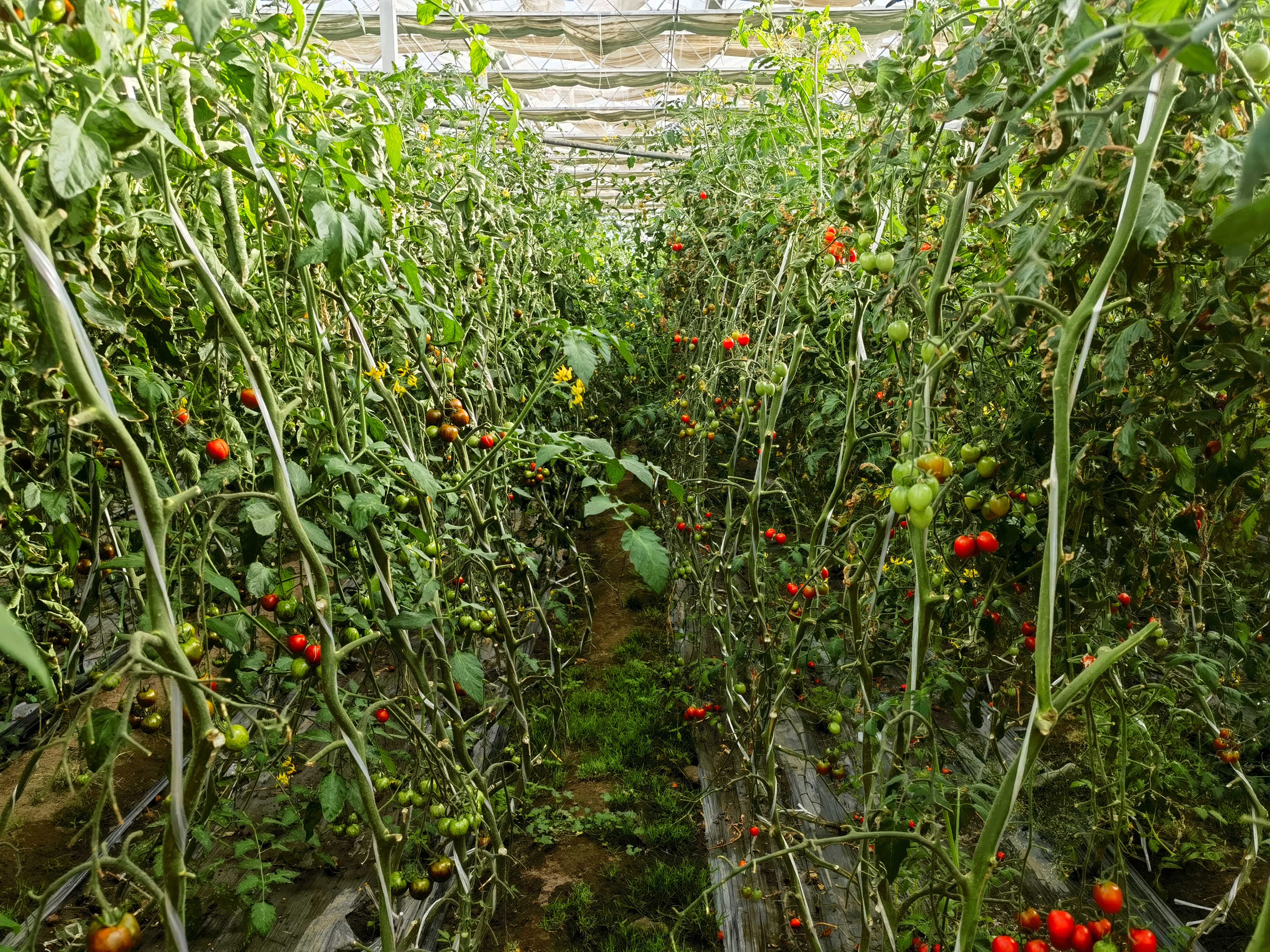 09a826835f6a06b037de021ea5afa39.jpg 09a826835f6a06b037de021ea5afa39.jpg