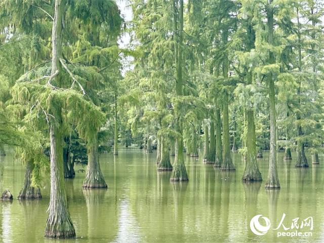 湖北省武漢漲渡湖濕地，池杉“破水而出”。人民網(wǎng)記者 張沛攝