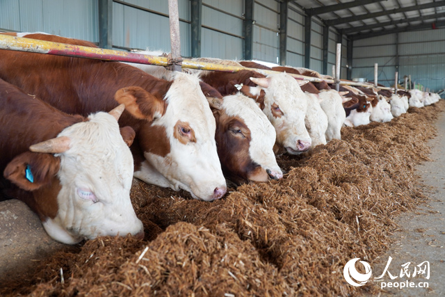 在思博農(nóng)業(yè)科技有限公司內(nèi)，肉牛正在吃秸稈轉(zhuǎn)化的飼料。人民網(wǎng)記者 陳若天攝