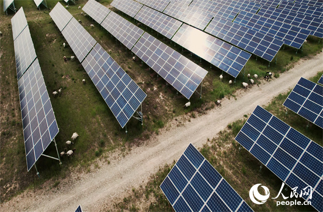 羊群在青海省海南州共和縣塔拉灘的光伏園區(qū)內(nèi)吃草。人民網(wǎng)記者 馬天翼攝