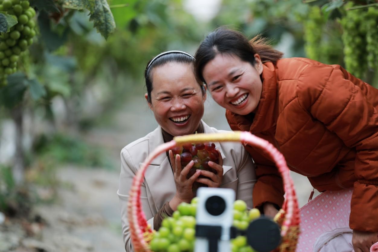 2024年10月6日，果農(nóng)在貴州省黔西市金碧鎮(zhèn)新蘭村葡萄園里進(jìn)行直播銷售。來源：人民圖片
