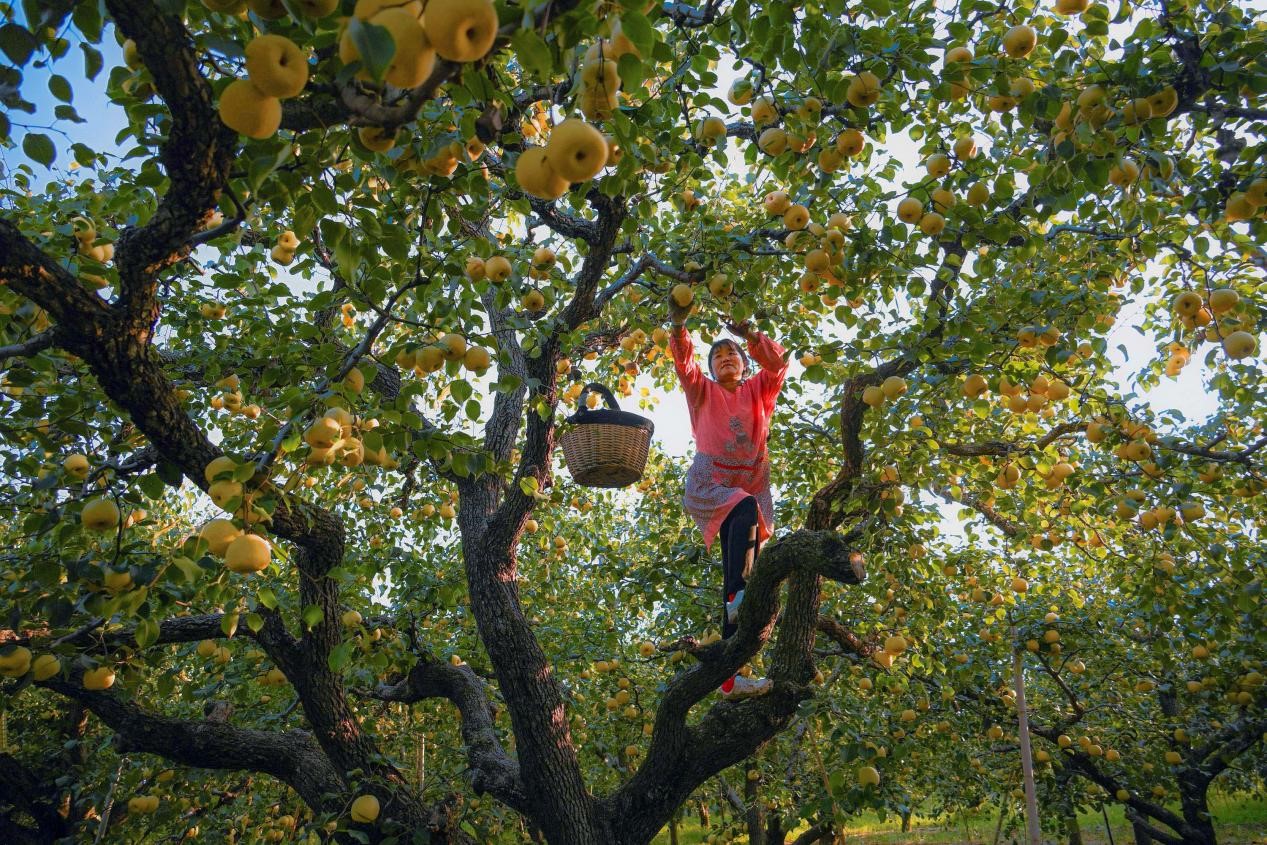 2024年10月4日，安徽省宿州市碭山縣程莊鎮(zhèn)衡樓村百年老梨園里，梨農(nóng)在忙著采摘酥梨。來源:人民圖片