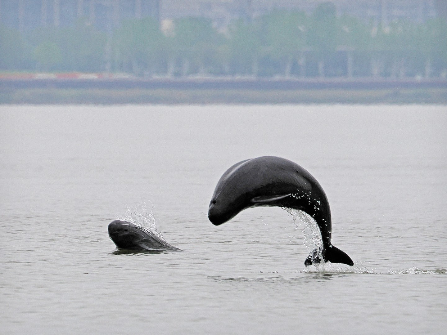 文化中國(guó)行 長(zhǎng)江之歌丨微笑的江豚，從四千年前“游”來(lái)