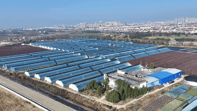 洋縣東聯(lián)村藍(lán)莓基地航拍。洋縣融媒體供圖