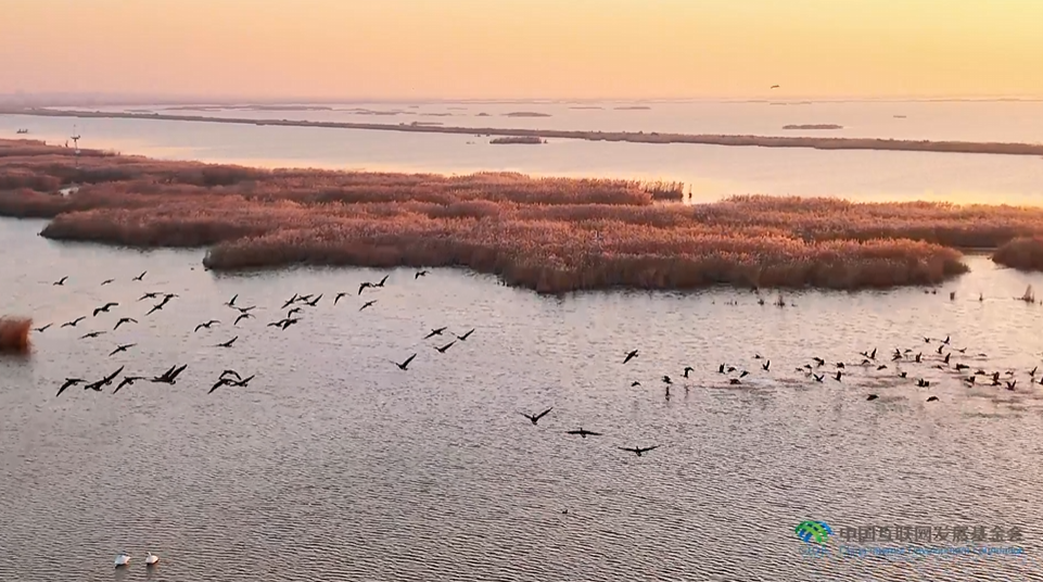 “兩山”理念與美麗中國丨濕地與候鳥，一場歲歲年年的相守