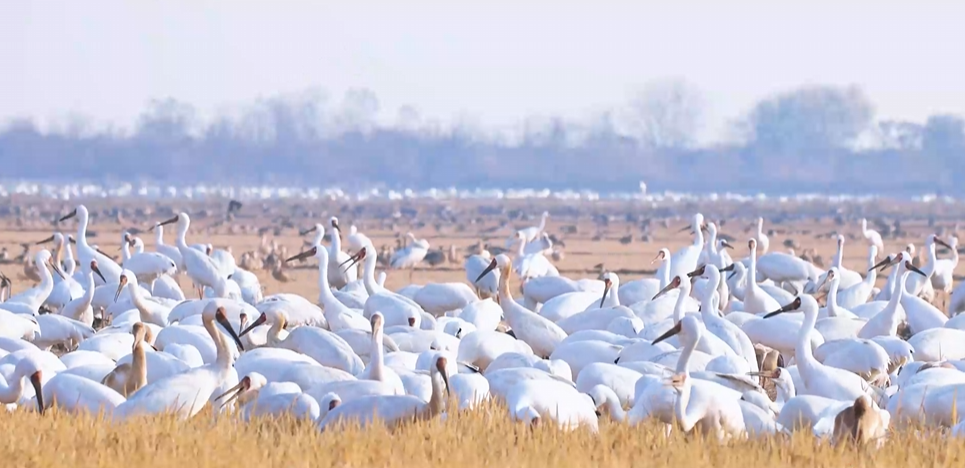 “兩山”理念與美麗中國丨濕地與候鳥，一場歲歲年年的相守
