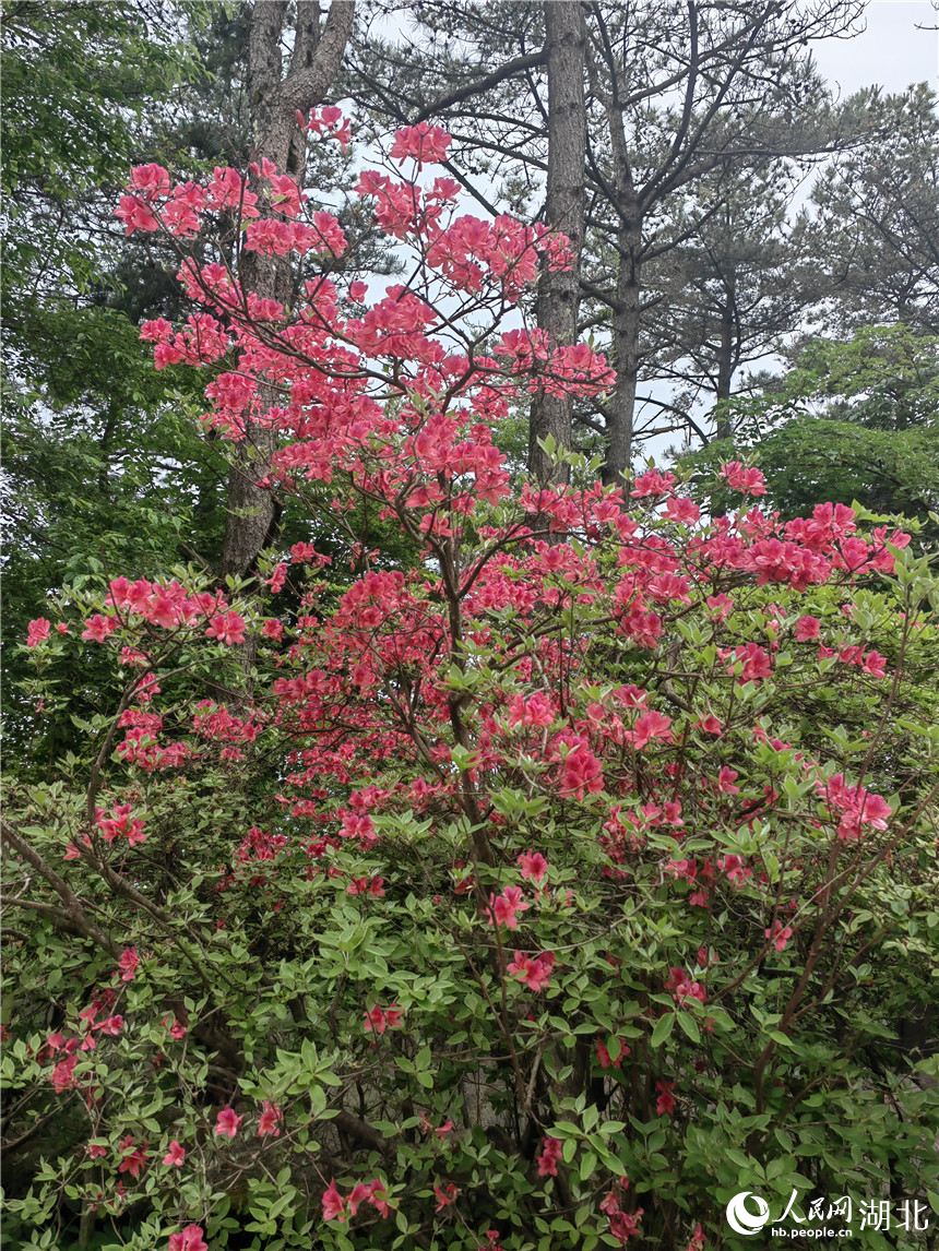 龜峰山頂?shù)亩霹N花還在開放。人民網(wǎng)記者 郭婷婷攝