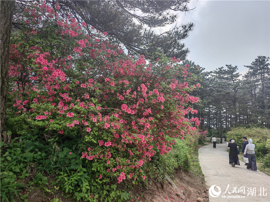 龜峰山頂目前還有部分杜鵑在開放，像站好春天“最后一班崗”。人民網(wǎng)記者 郭婷婷攝