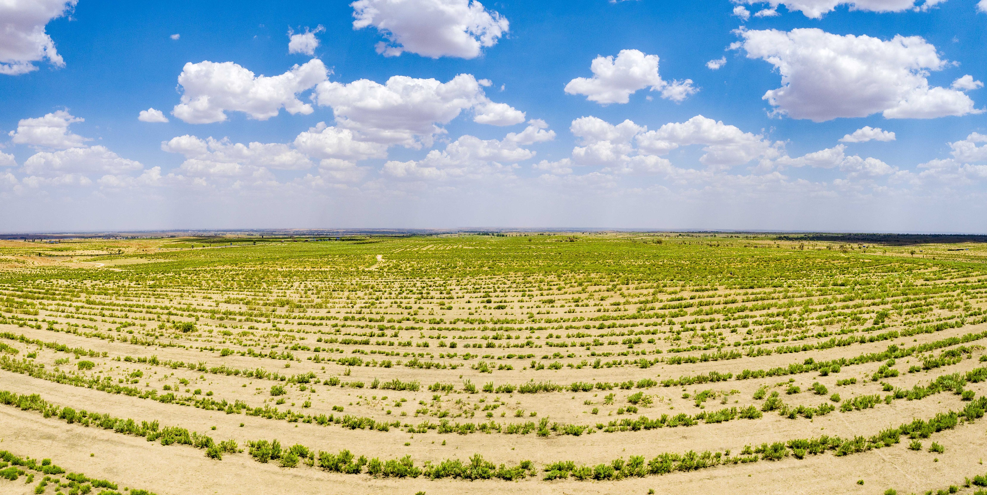 2023年6月7日，內(nèi)蒙古鄂爾多斯，毛烏素沙漠。