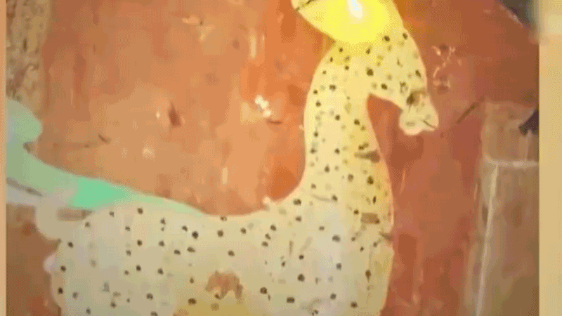 在全新技術(shù)支持下，敦煌莫高窟實(shí)現(xiàn)了窟內(nèi)文物窟外看的新體驗(yàn)。