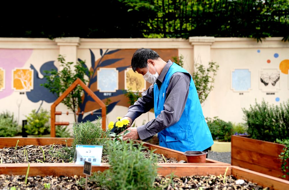 上海市長寧區(qū)虹旭小區(qū)居民在整理改造社區(qū)花園。居民們把堆肥箱里發(fā)酵出來的“綠色材料”和土壤拌在一起鋪在種植箱中（2020年4月22日攝）。新華社記者 張建松 攝