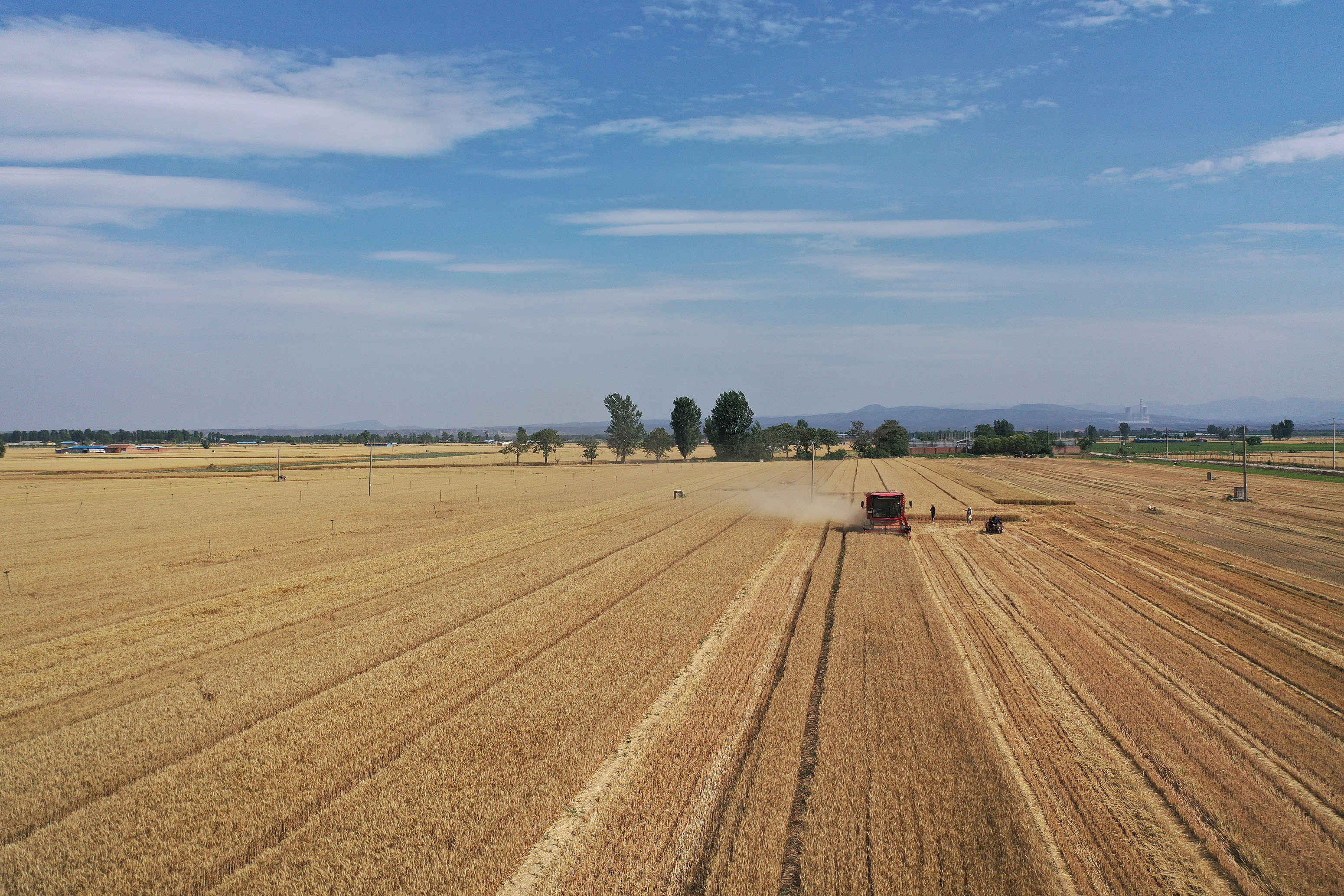 2025年6月3日，河南焦作，溫縣黃河街道灘王莊村農(nóng)民駕駛收割機(jī)收獲小麥。