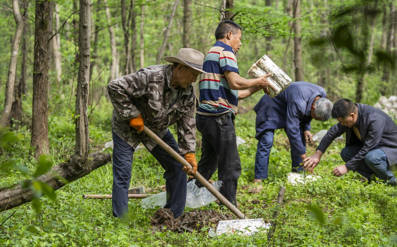 2025年4月16日，江西新余，仙女湖區(qū)河下鎮(zhèn)花園村林場(chǎng)，人們正在搬運(yùn)、栽植靈芝菌棒。