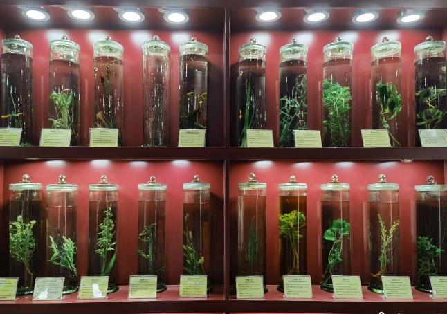 圖為藏藥藥材標(biāo)本。　張海雯 攝.jpg