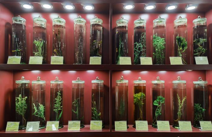 圖為藏藥藥材標(biāo)本。???張海?? ??.jpg