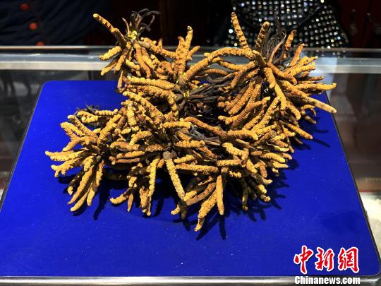 圖為冬蟲夏草?！O睿 攝