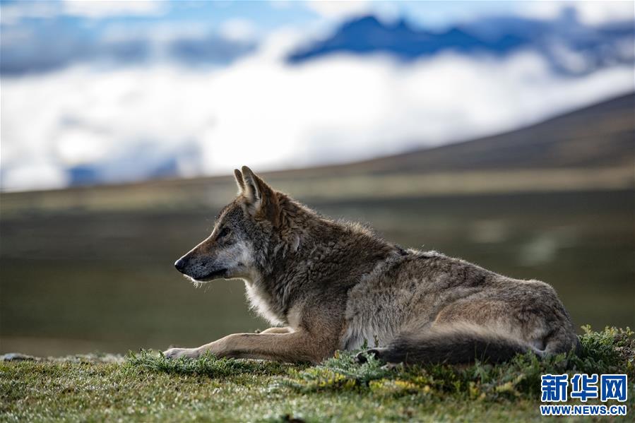 (新華視界)(6)西藏:邦達草原的清晨