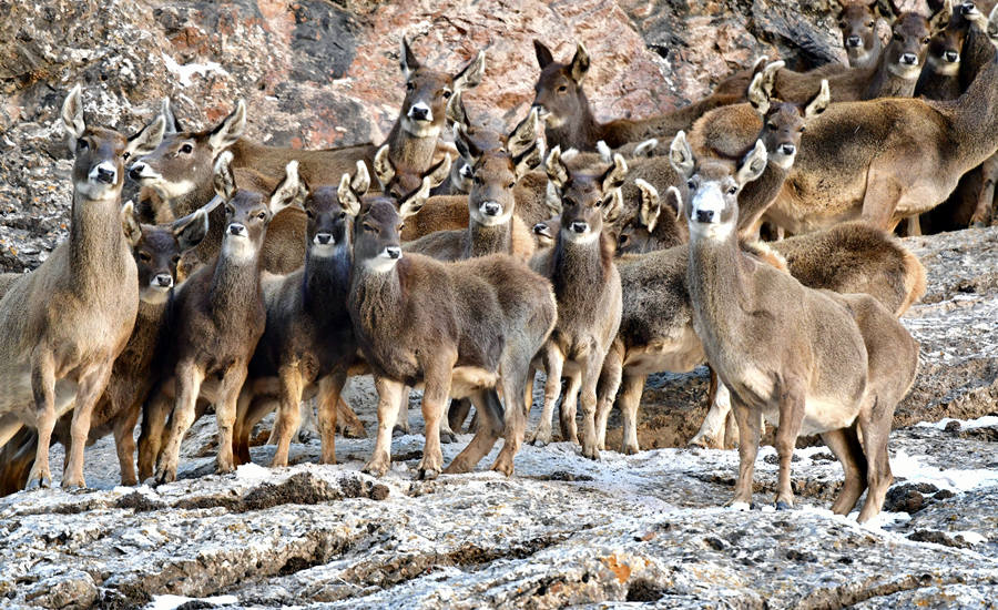 活躍在青海省海西州柏樹(shù)山的白唇鹿。巴圖那生攝