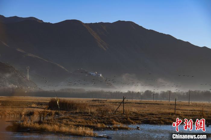 圖為拉薩市林周縣境內(nèi)飛翔的候鳥(niǎo)?！∝暩聛?lái)松 攝
