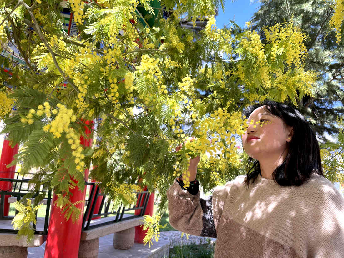 游客仔細觀賞黃絨絨的金合歡花。