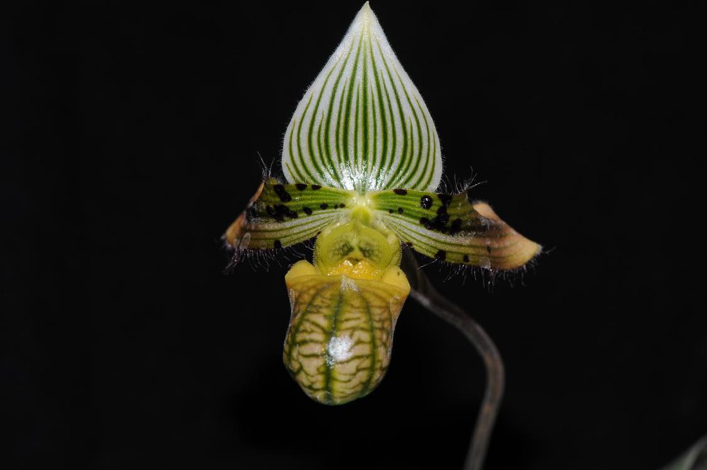 秀麗兜蘭。金效華攝