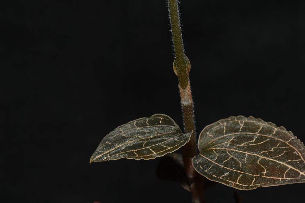 墨脫金線蘭。金效華攝