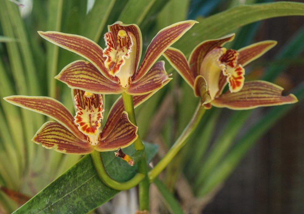 黃嬋蘭。李劍武攝