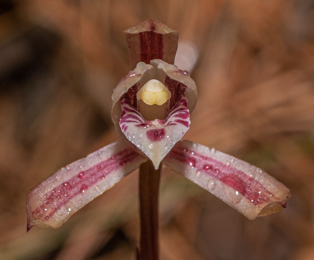 大根蘭。葉超攝