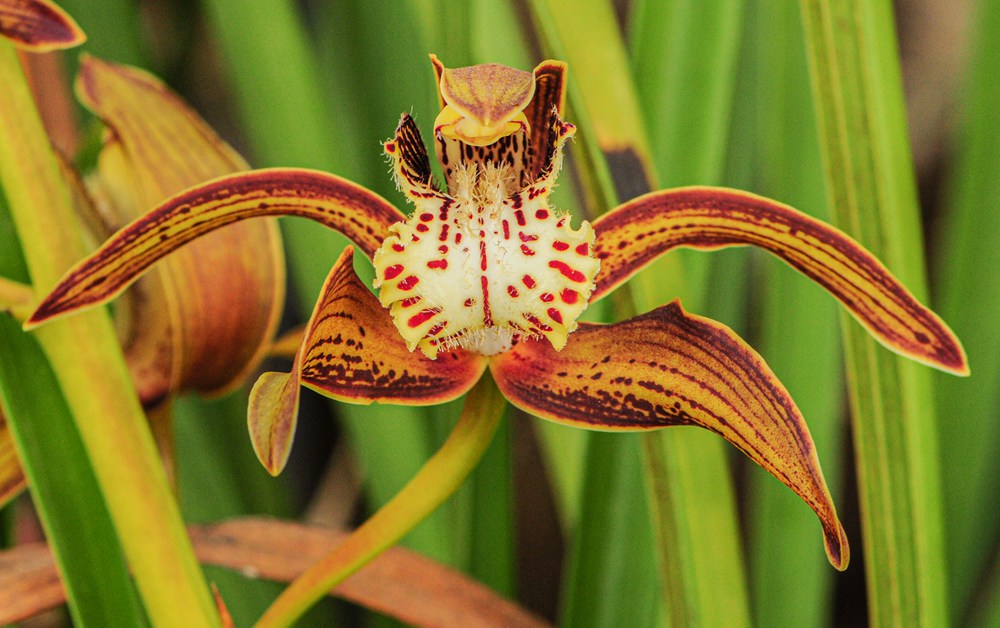 西藏虎頭蘭。李劍武攝