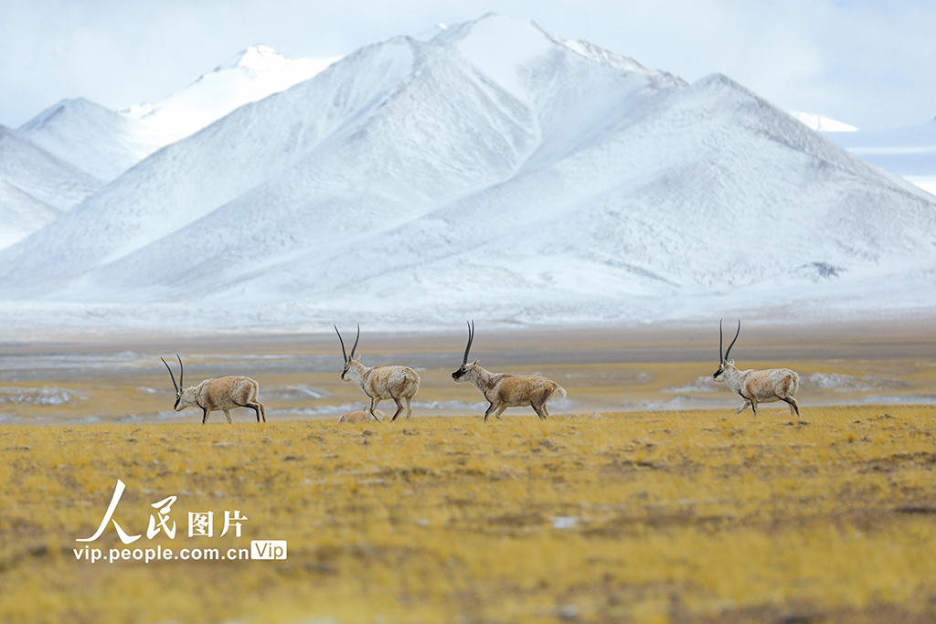 西藏阿里:野生動(dòng)物悠閑覓食【2】