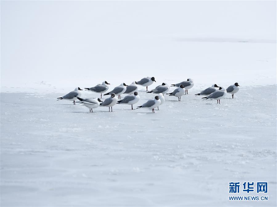 (環(huán)境)(1)雪后青海湖