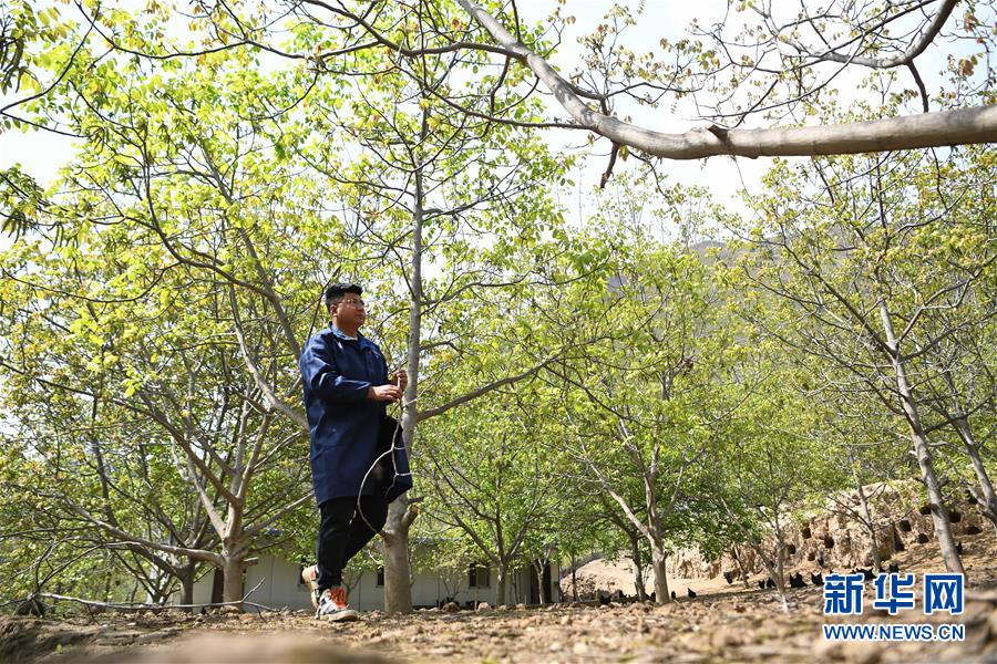 (脫貧攻堅·圖片故事)(1)“90后新農(nóng)人”的返鄉(xiāng)致富路